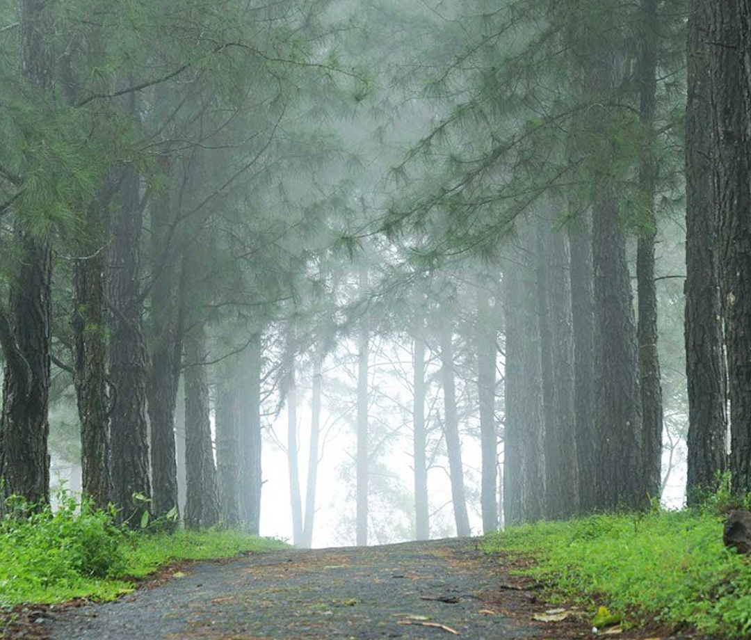 Vagamon Pine Forest